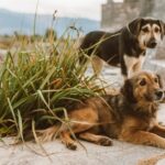 Anleitung zum Backen von Mini-Corn-Dogs