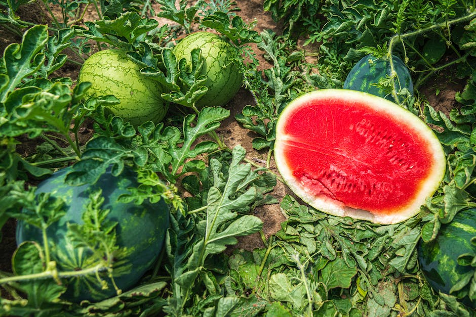 Mini Wassermelone ernten - Zeitpunkt und Tipps