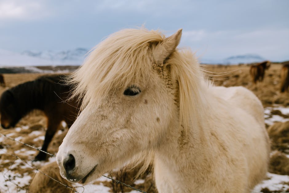 Kosten für Mini Shetland Pony